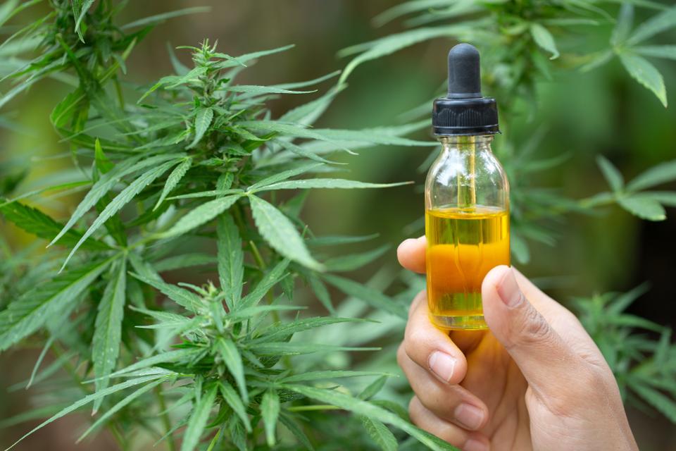 Four Common Methods of Extracting CBD Oil from the Plant