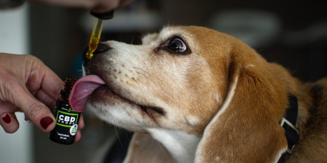 What things to Consider while giving CBD oil Dosage to your pet Dogs?