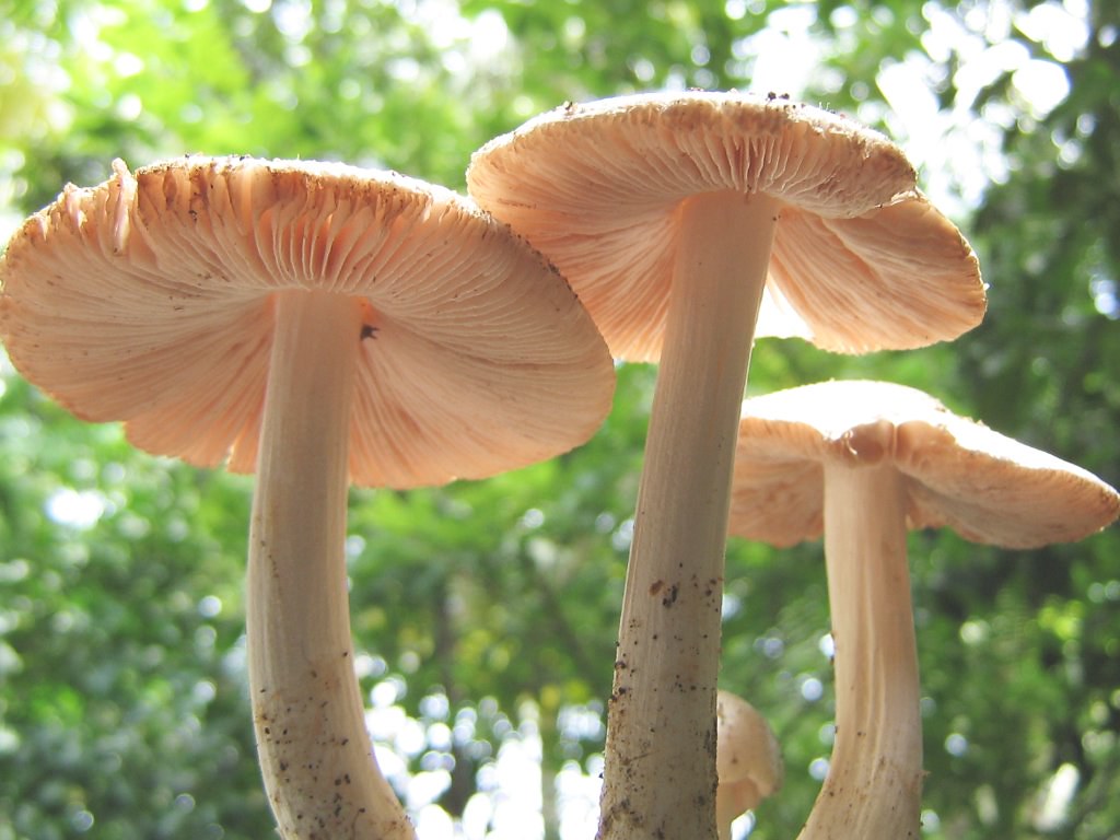 Top 3 ways How to Identify Edible Mushroom in 2021